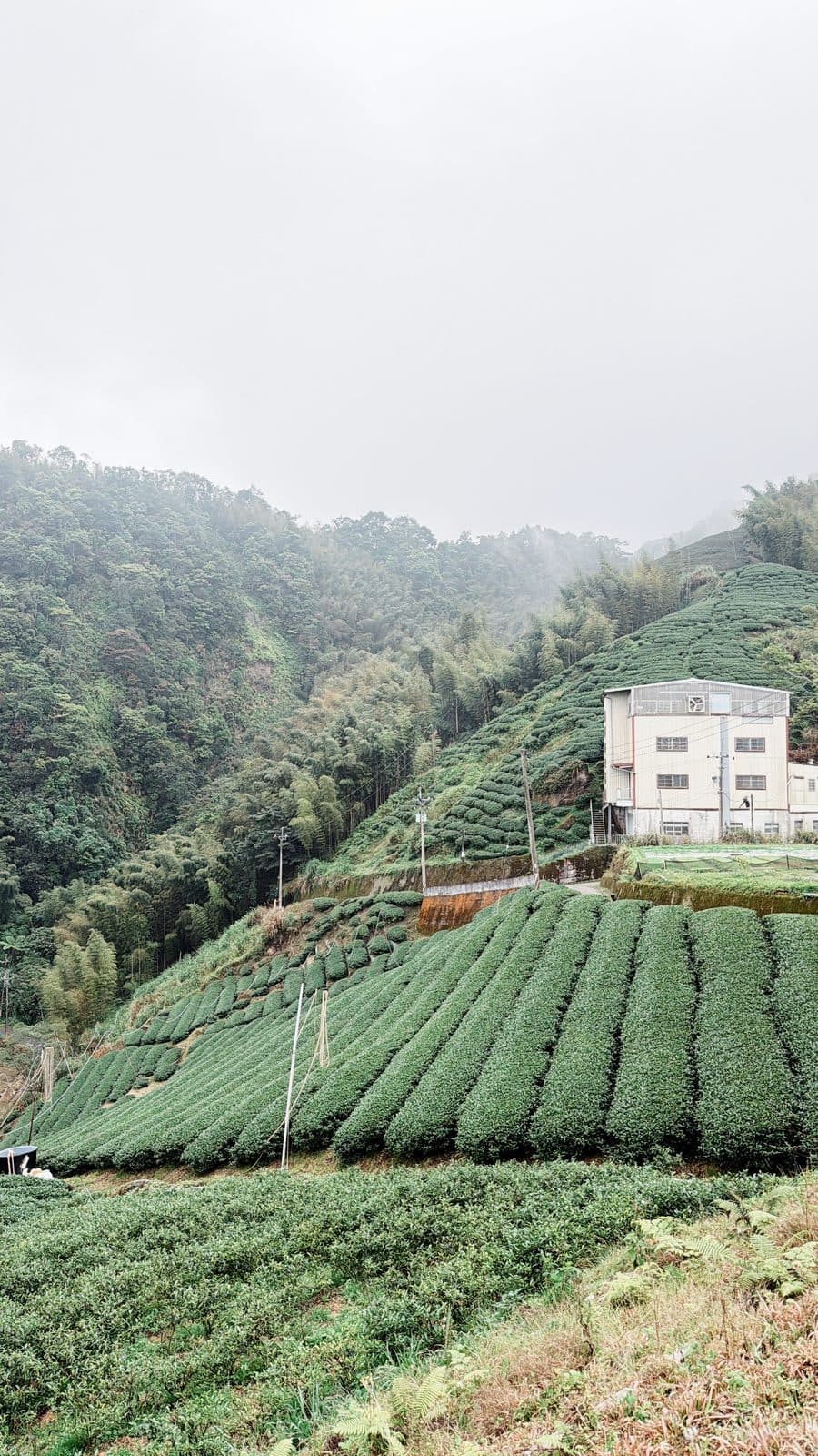 霧中茶園